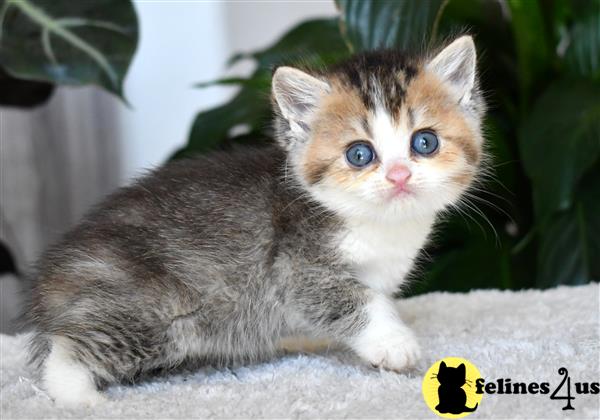 thechubbyfacedcat Picture 3